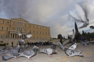 Pigeons in front of the Greek Parliament at Syntagma square, Athens, Greece.